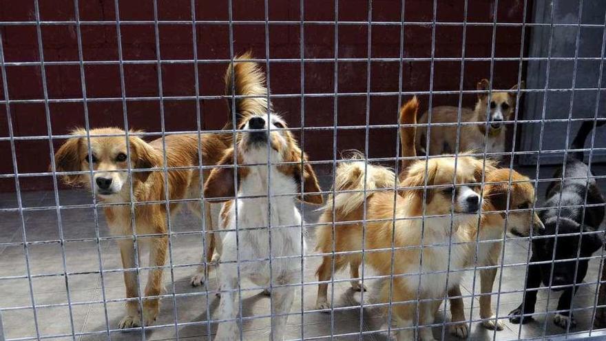 Perros acogidos en una protectora de animales. // Noe Parga