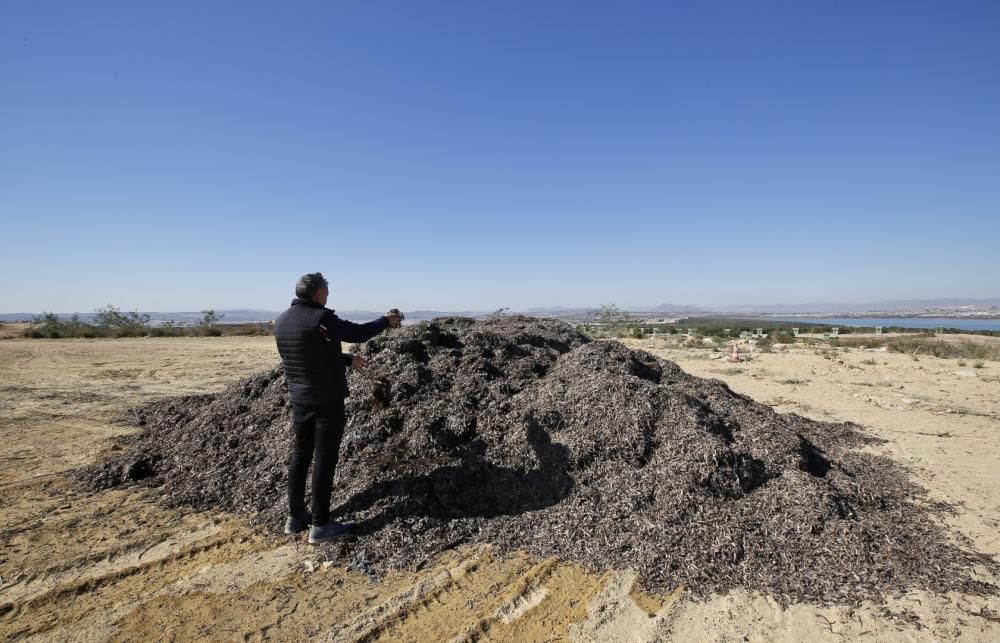 La explanada del parque del Mirador de la Casilla se ha convertido en un secadero de algas de la playa. La acumulación se realiza para facilitar el transporte posterior y rebajar el peso