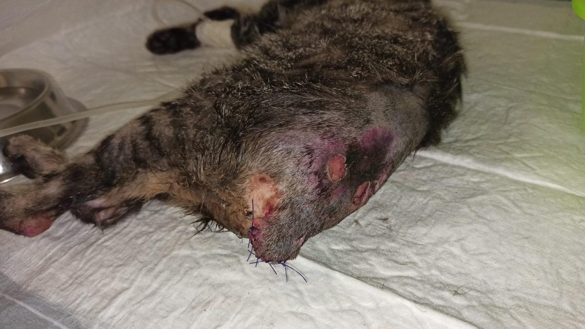 La gata atacada con poliuretano en Alicante tras ser intervenida para amputarle la cola.