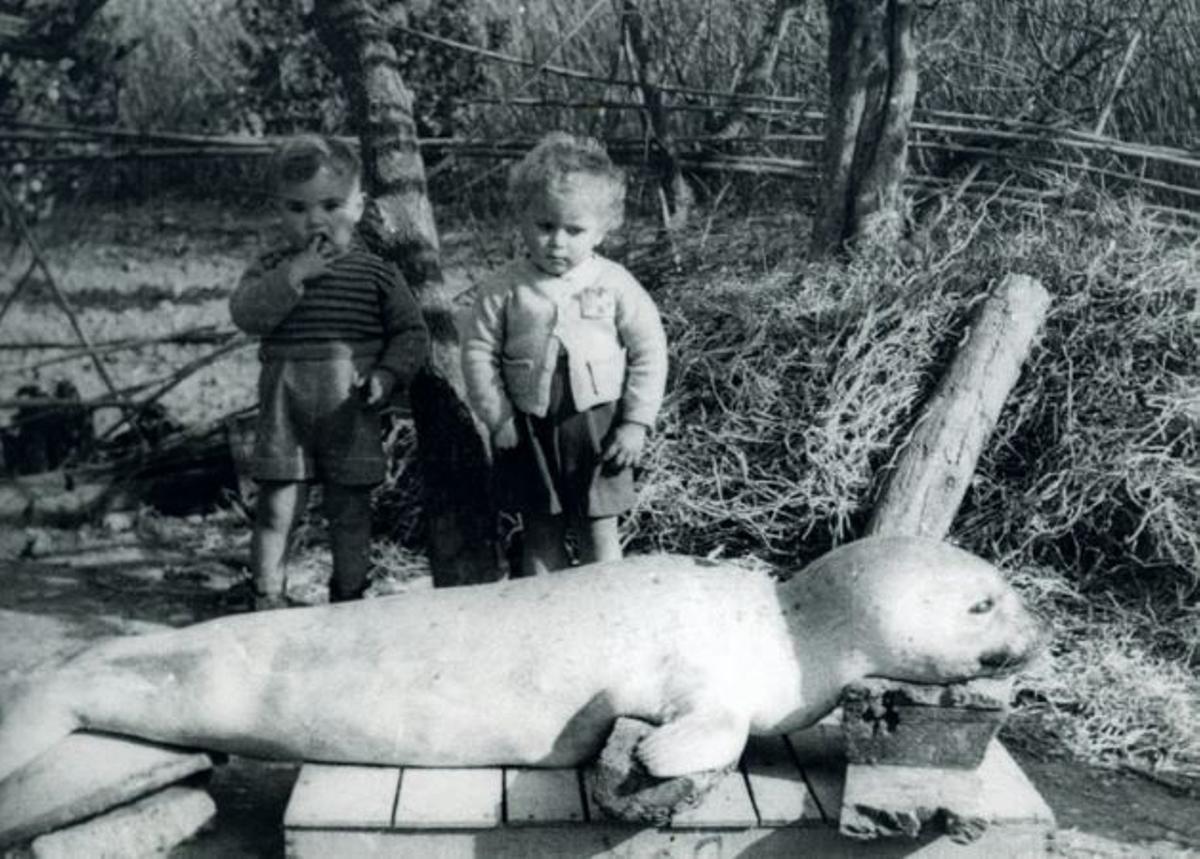 Foca monje juvenil muerta en Alfaç del Pí (Alicante) hacia 1950.