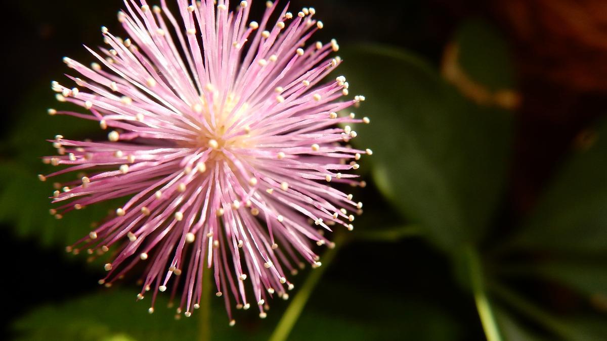 MIMOSAS FLOR | Mimosa Pudica, la planta de flores preciosas que se mueve  cuando la tocas y que puedes cultivar en casa