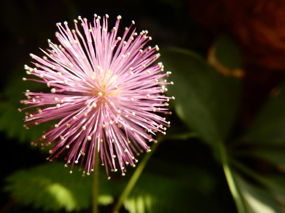 Las flores de la mimosa pudica se cierran ante los estímulos