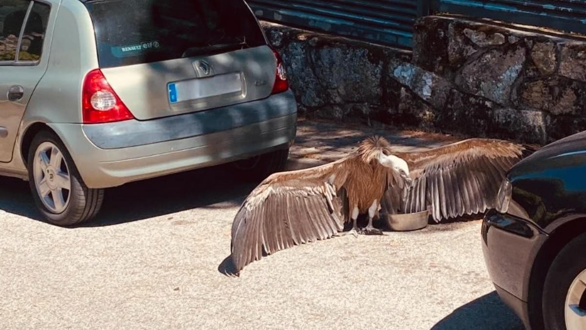 Un buitre leonado deshidratado aparece entre dos coches en Manzanares El Real y es rescatado por los Agentes Forestales.