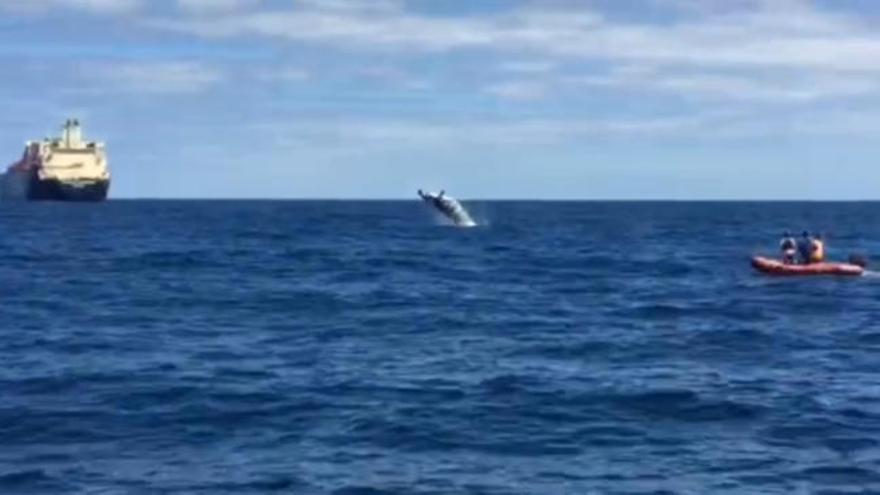 Una ballena, avistada al final del dique Reina Sofía