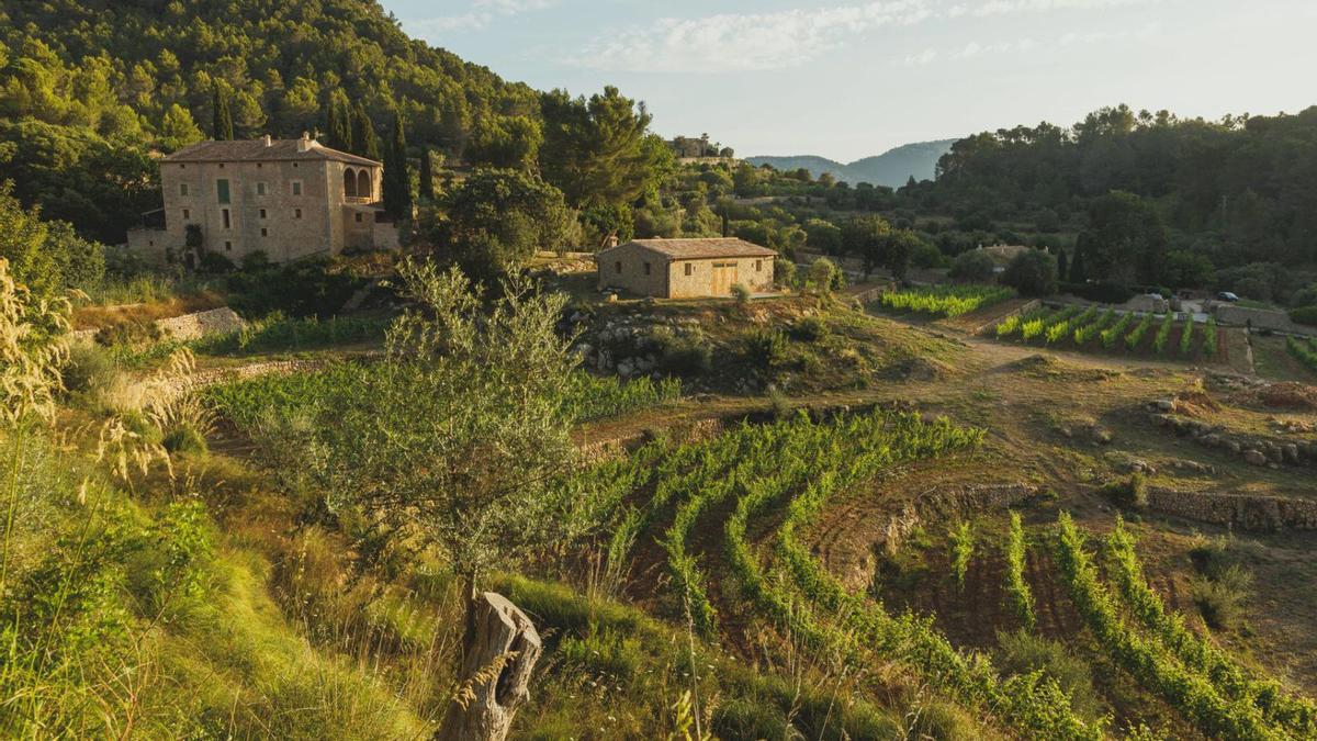 Weinanbau in der Gemeinde Esporles: Viele Weinberge in den Hügeln passen sich kleinräumig dem Gelände an.   | FOTO: WEIMAR