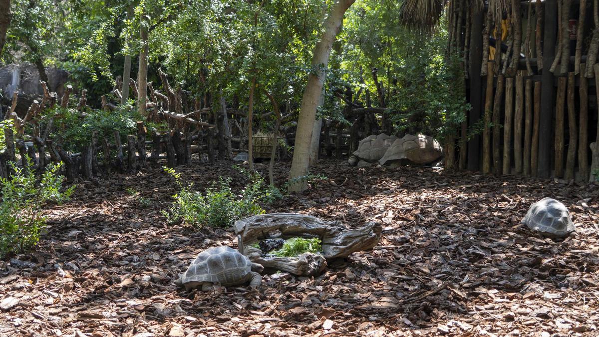 Valencia estrena una nueva instalación para la segunda tortuga terrestre más grande del mundo