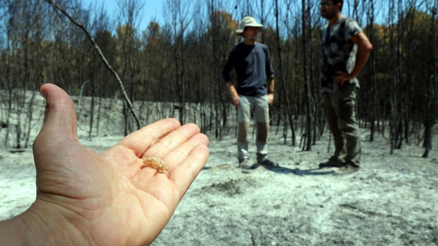 Investigadors de la UdG estudien la relació entre les cigales i la regeneració dels boscos afectats per incendis