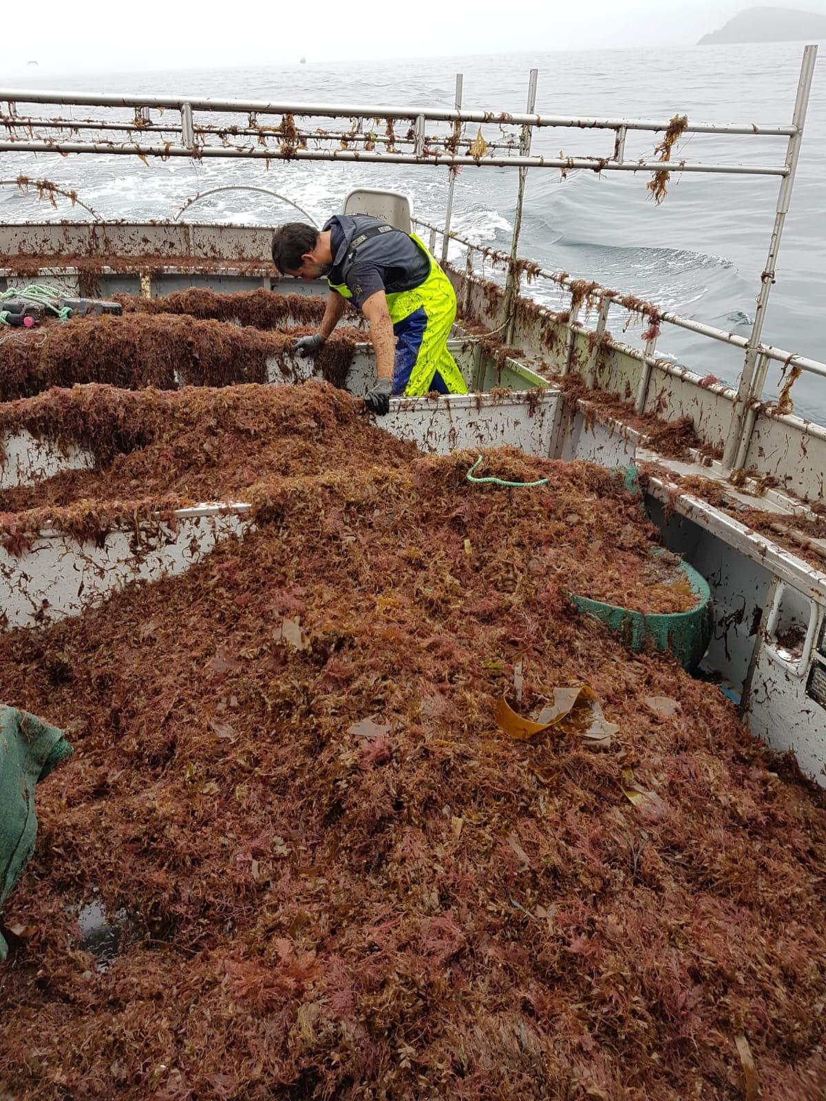 El problema se extiende por toda Galicia; en la imagen, un caso en la ría de Barqueiro
