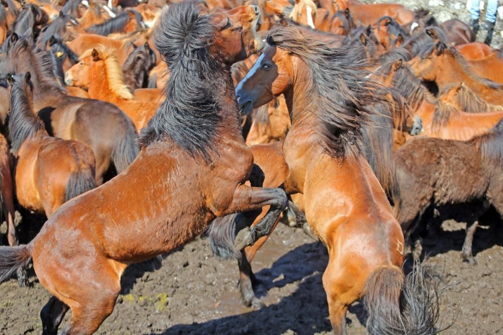 Los ganaderos sanean 300 caballos ante un millar de personas en el primer curro del año en Oia