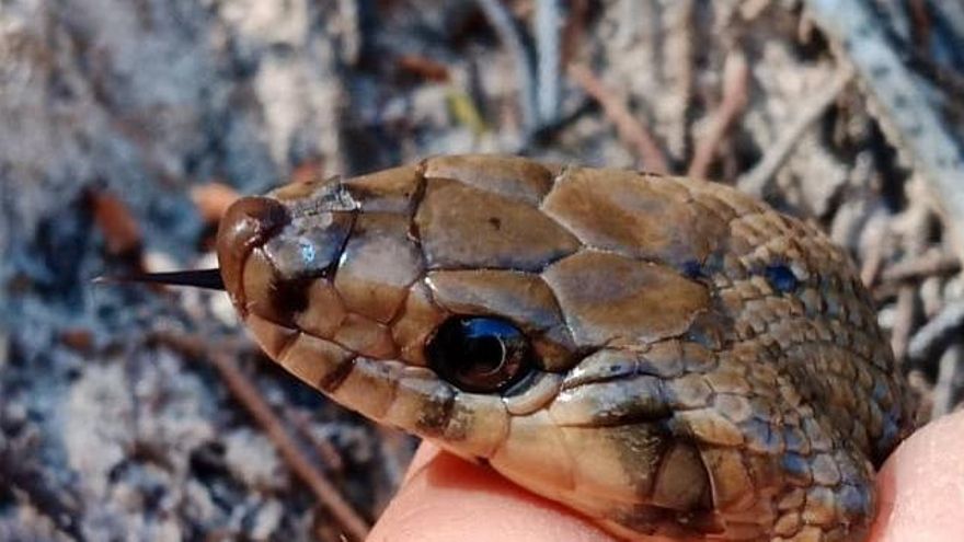 Una serpiente capturada en las Pitiusas.