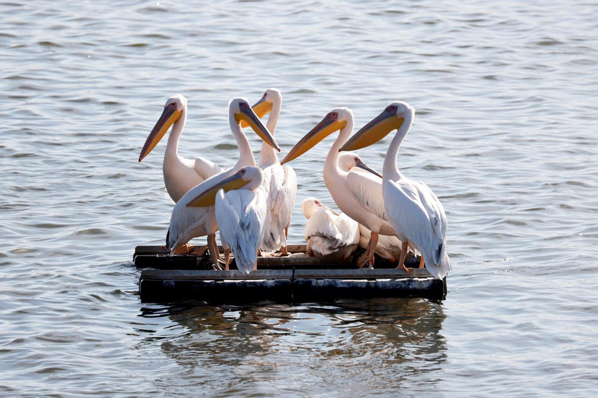 Varios ejemplares de gran pelícano blanco flotan, juntos, en la reserva acuática de Mishmar Hasharon, en el centro de Israel.