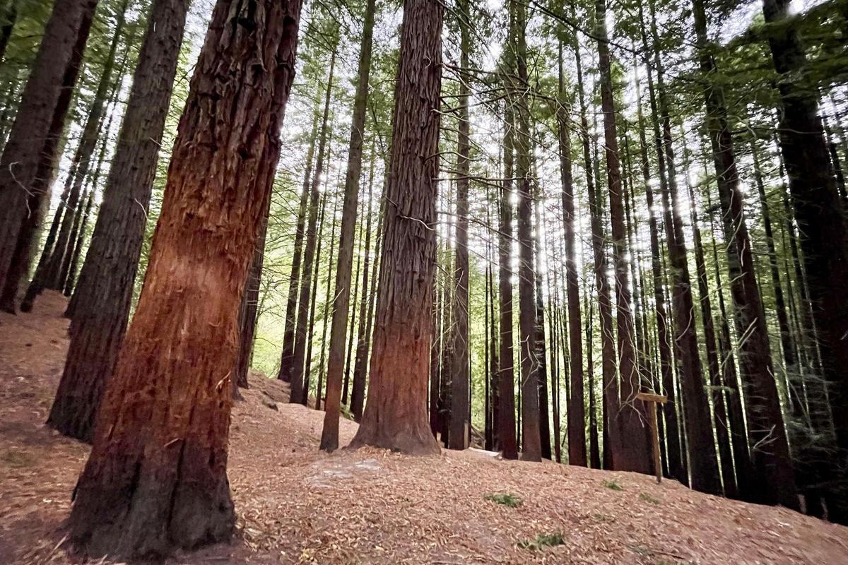 Un poble de Cantàbria demana a la gent que deixi d’abraçar les sequoies