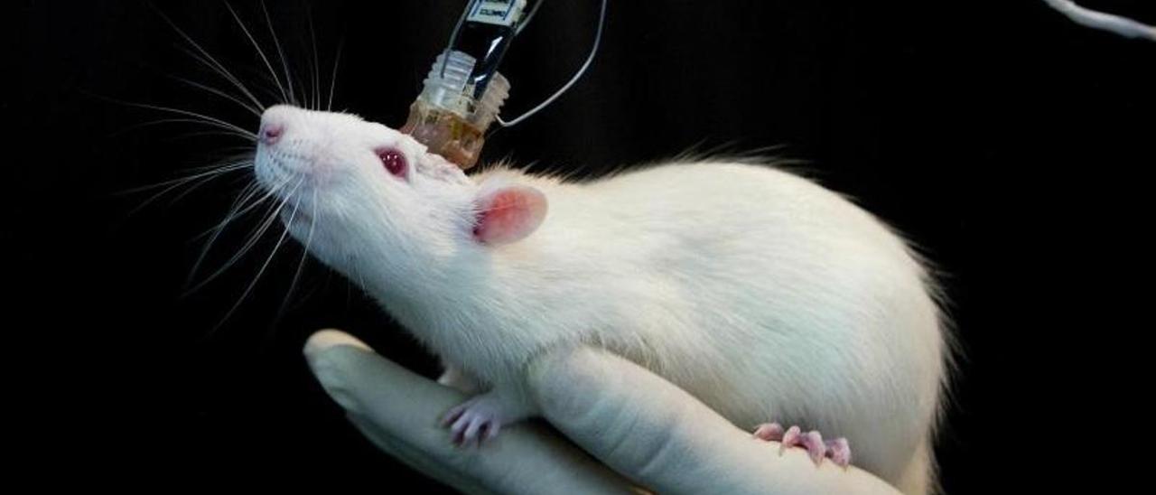 Un ratón conectado a unos sensores para un experimento científico.