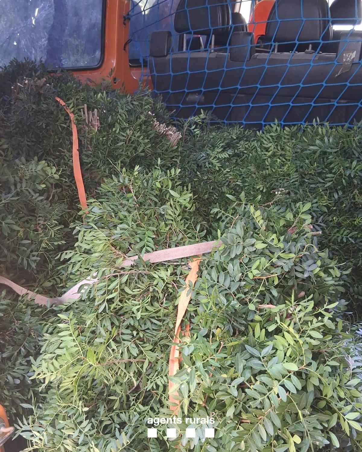 El llentiscle comissat es lliura al propietari del bosc