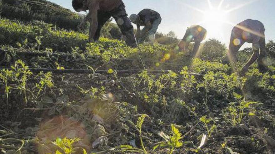 ¿Cómo cultivar?