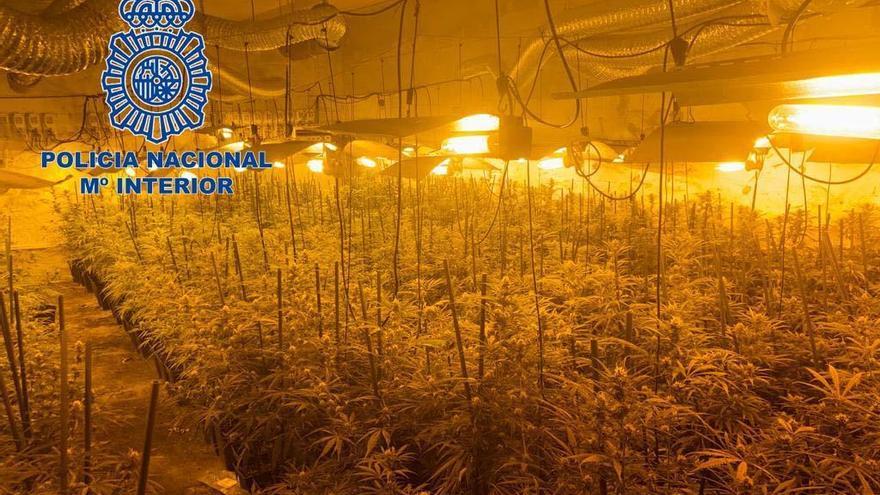 Desmantelada una plantación de marihuana con más de 1.600 plantas en Lácara