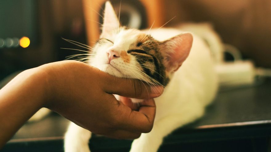 Descubren que los gatos aprenden el nombre de objetos más rápidamente que los bebés humanos