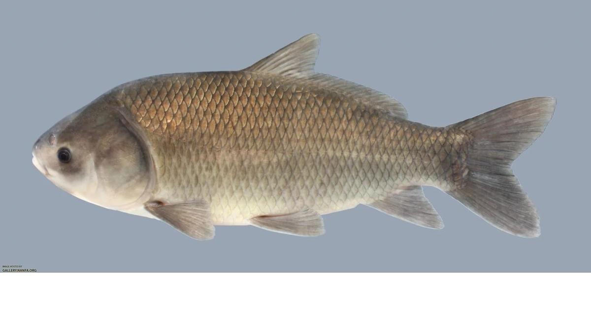 Pez del género Ictiobus
