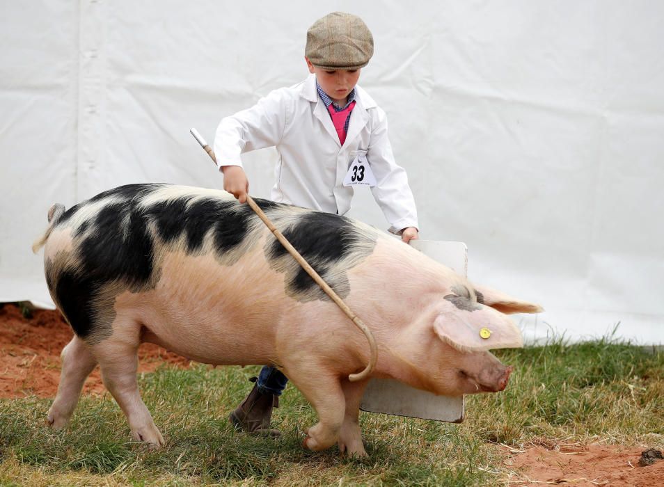A boy shows a Gloucestershire Old Spot pig ...