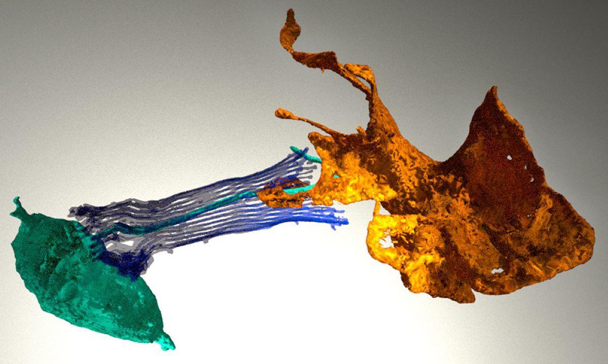 El origen evolutivo del cerebro podría estar en el estómago