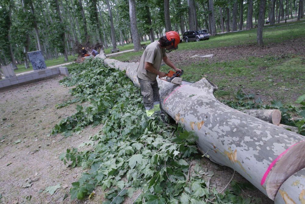 Cau un plàtan de 62 metres al parc de la Devesa