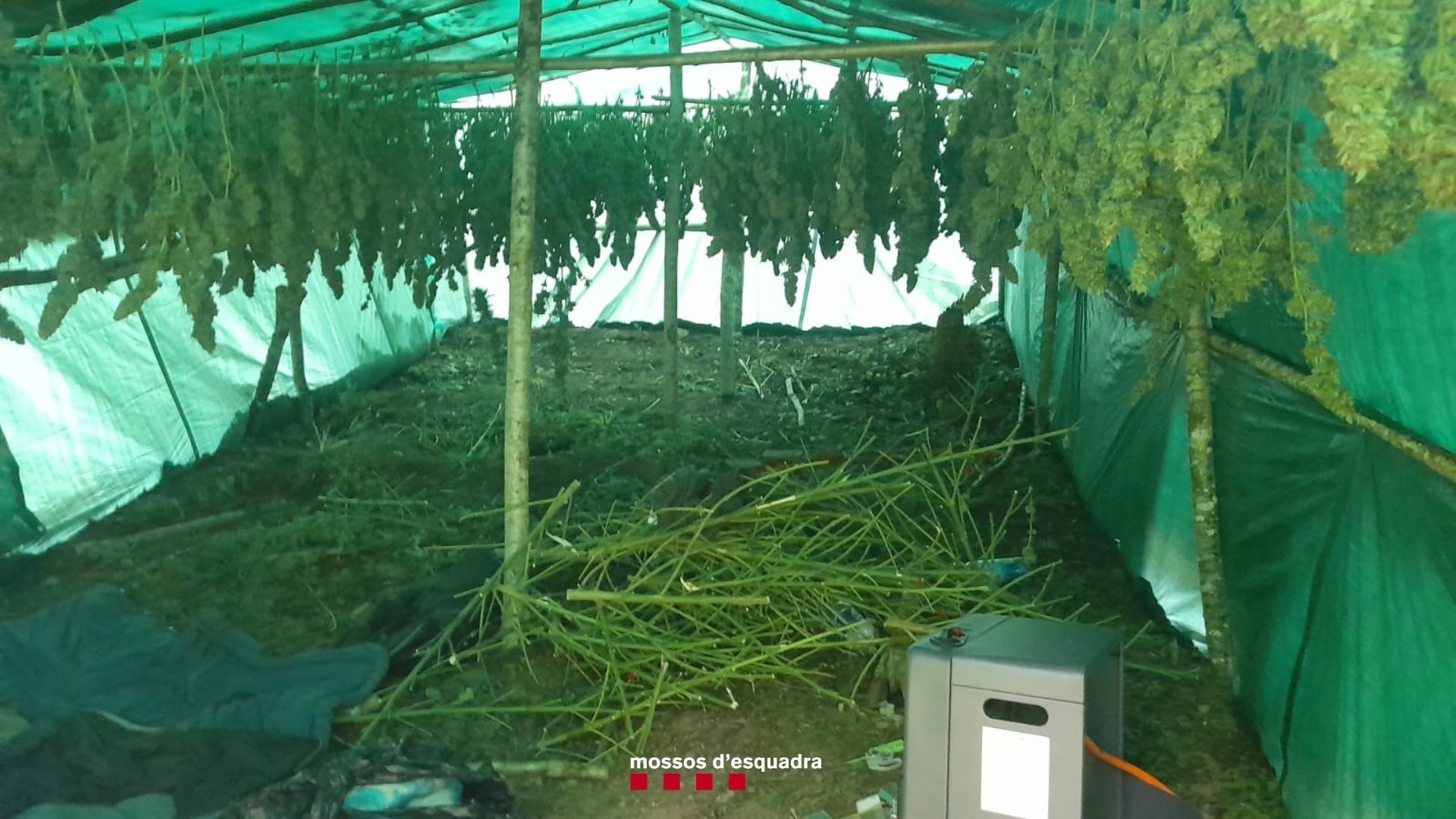 Detenen sis homes a Susqueda que vivien al bosc per cultivar i protegir un gran cultiu de marihuana
