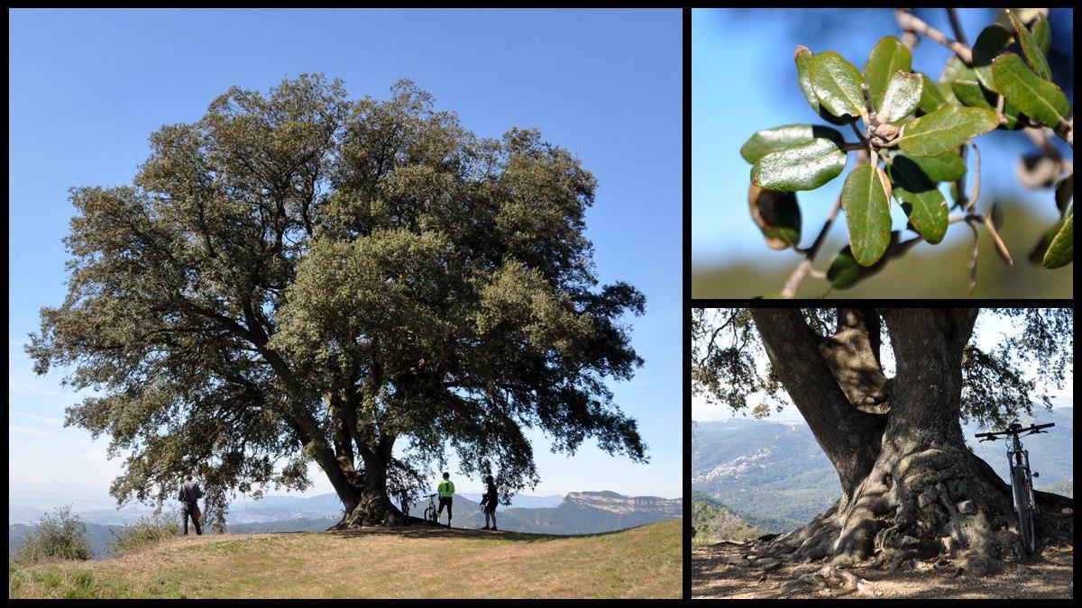 encina alzina quercus ilex can valls figaró