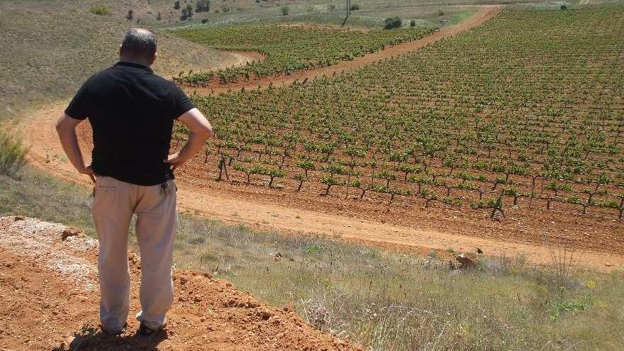 Un viticultor observa una plantación de viñedo de la Denominación de Origen Toro.