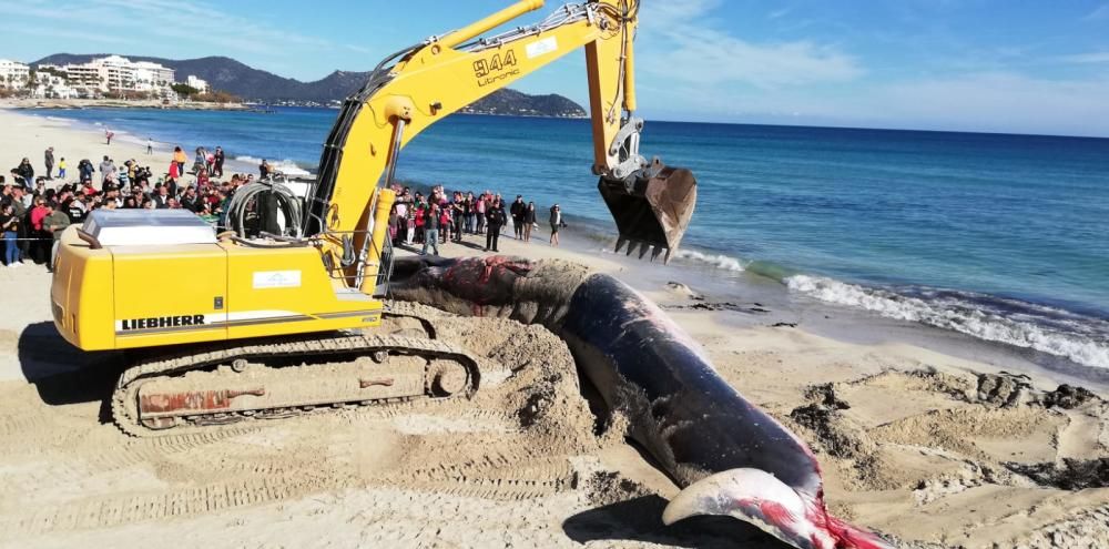 Una ballena muere en la playa de Cala Millor