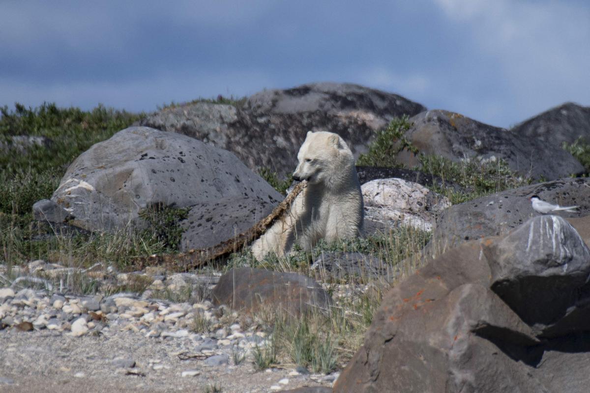 Así viven los osos polares en Hudson Bay, cerca de Churchill (Canadá).