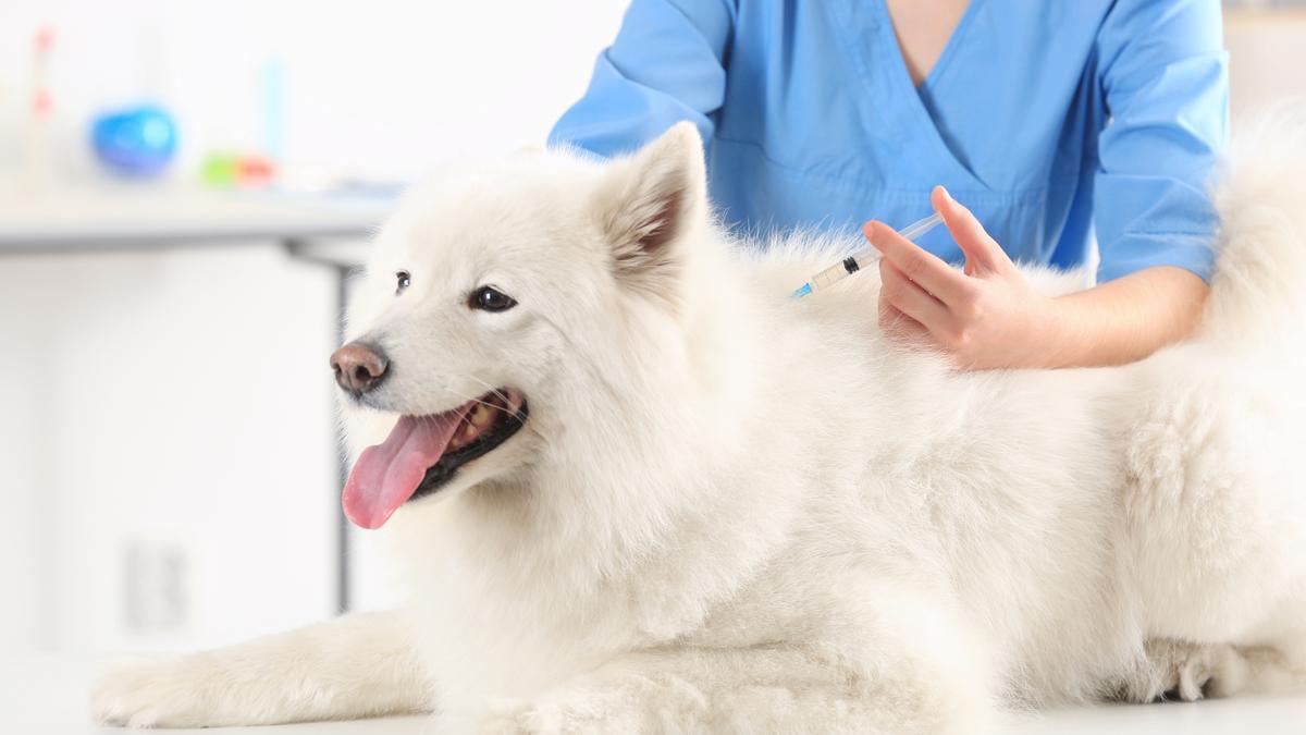 La vacuna polivalente para perros previene varias enfermedades.