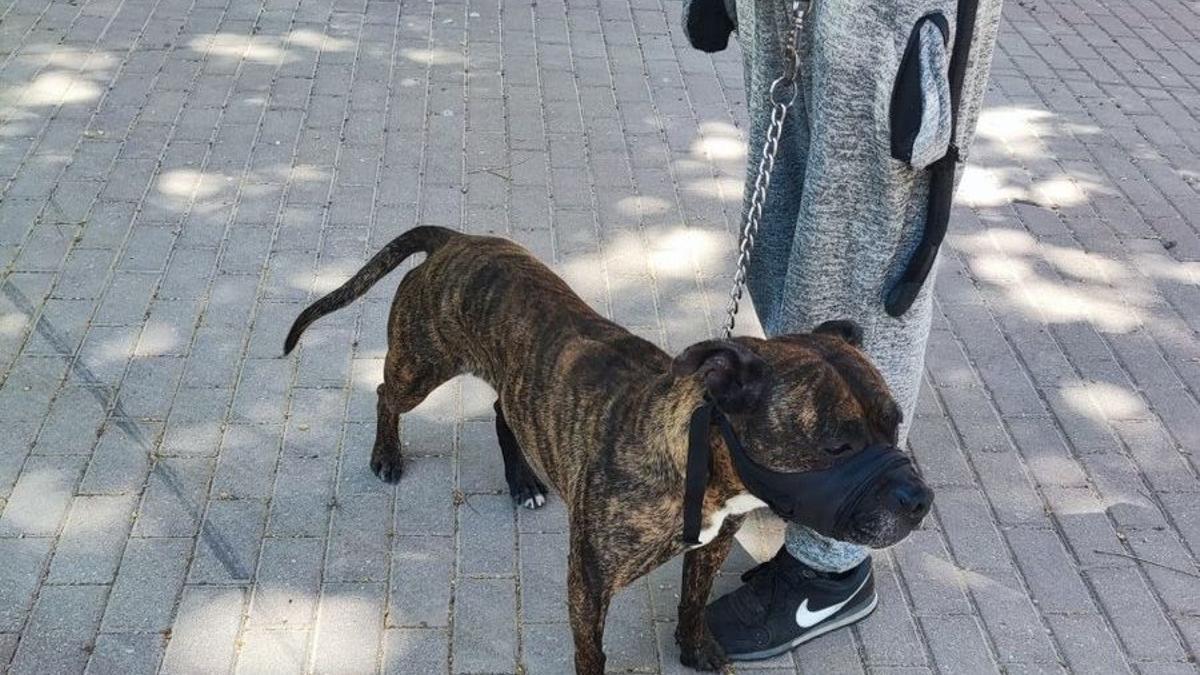 Perro potencialmente peligroso cuyo dueño fue sancionado en Murcia por no tener licencia.