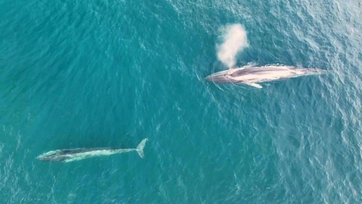 Primer albirament en sis anys d’una cria de balena a la costa del Garraf