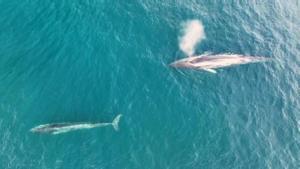 Primer albirament en sis anys d’una cria de balena a la costa del Garraf