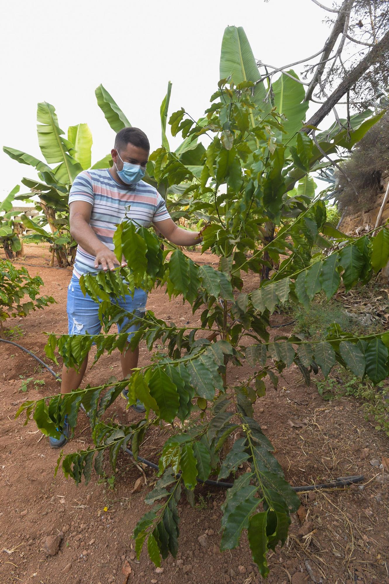 Plantación de café de la finca El Calvario, en Guía