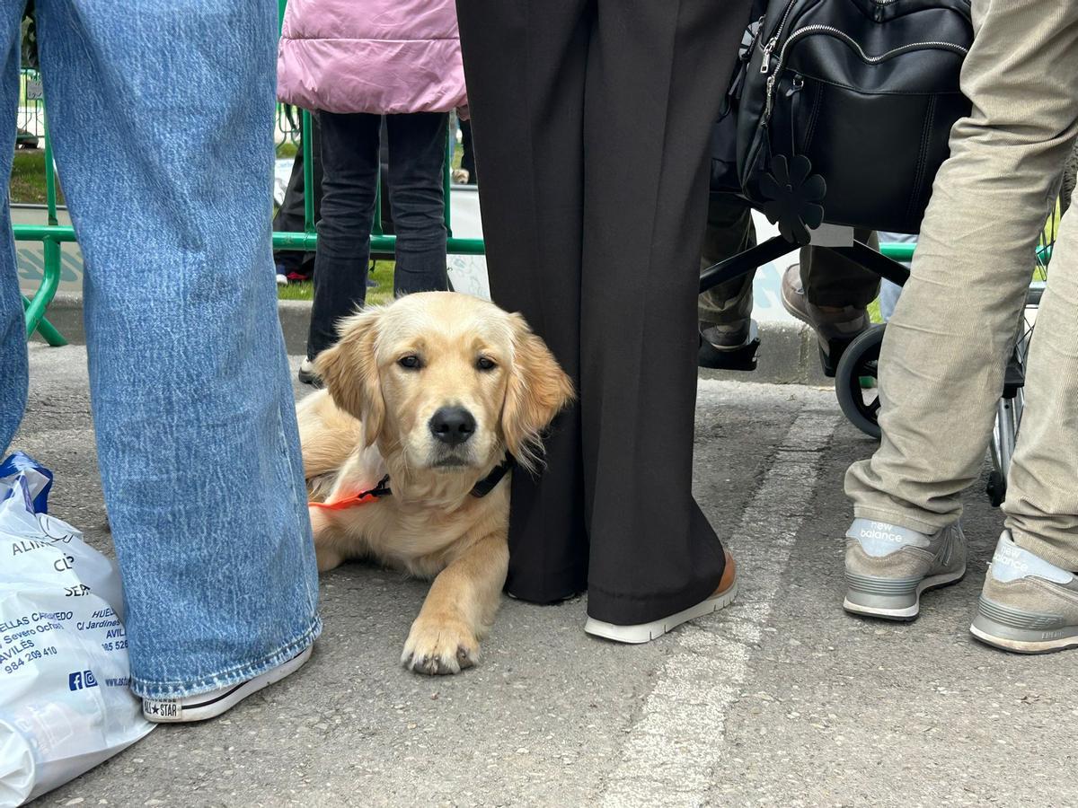 EN IMÁGENES: Así fue el certamen canino "Canstrillón" de Piedras Blancas por San Isidro