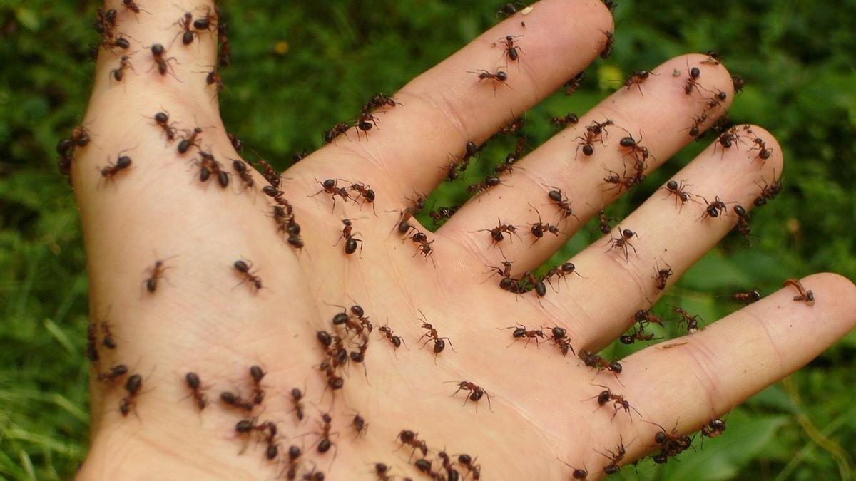 Jorge Rey, el joven de Filomena, vuelve a hablar de las polémicas hormigas  y del sol: ve esto y lanza esta sorprendente predicción - Información