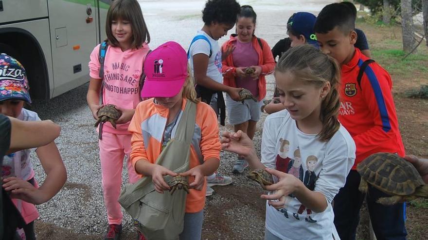 Santanyí Suelta de 85 tortugas en el parque natural de Mondragó