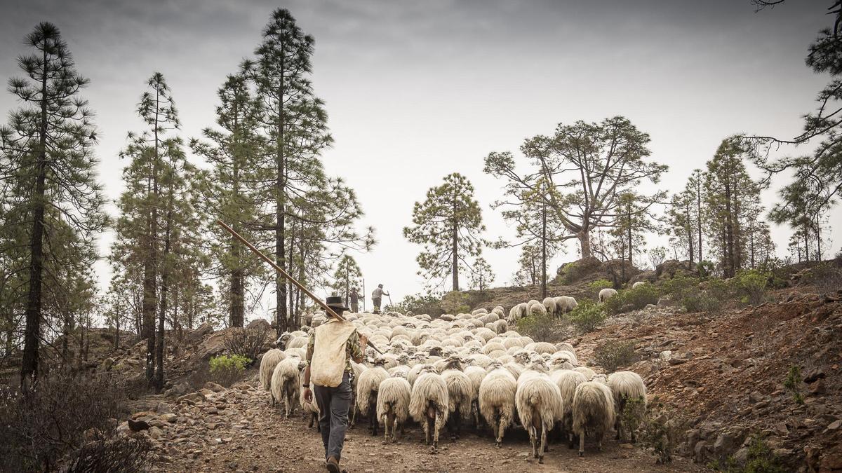 Rebaño de ganado trashumante en la cumbre de Gran Canaria