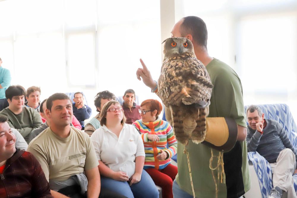 Aves rapaces forman parte de un programa educativo