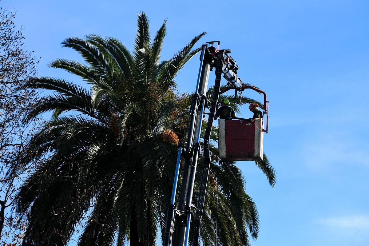 'Medicinas' contra el picudo rojo para las palmeras de A Coruña