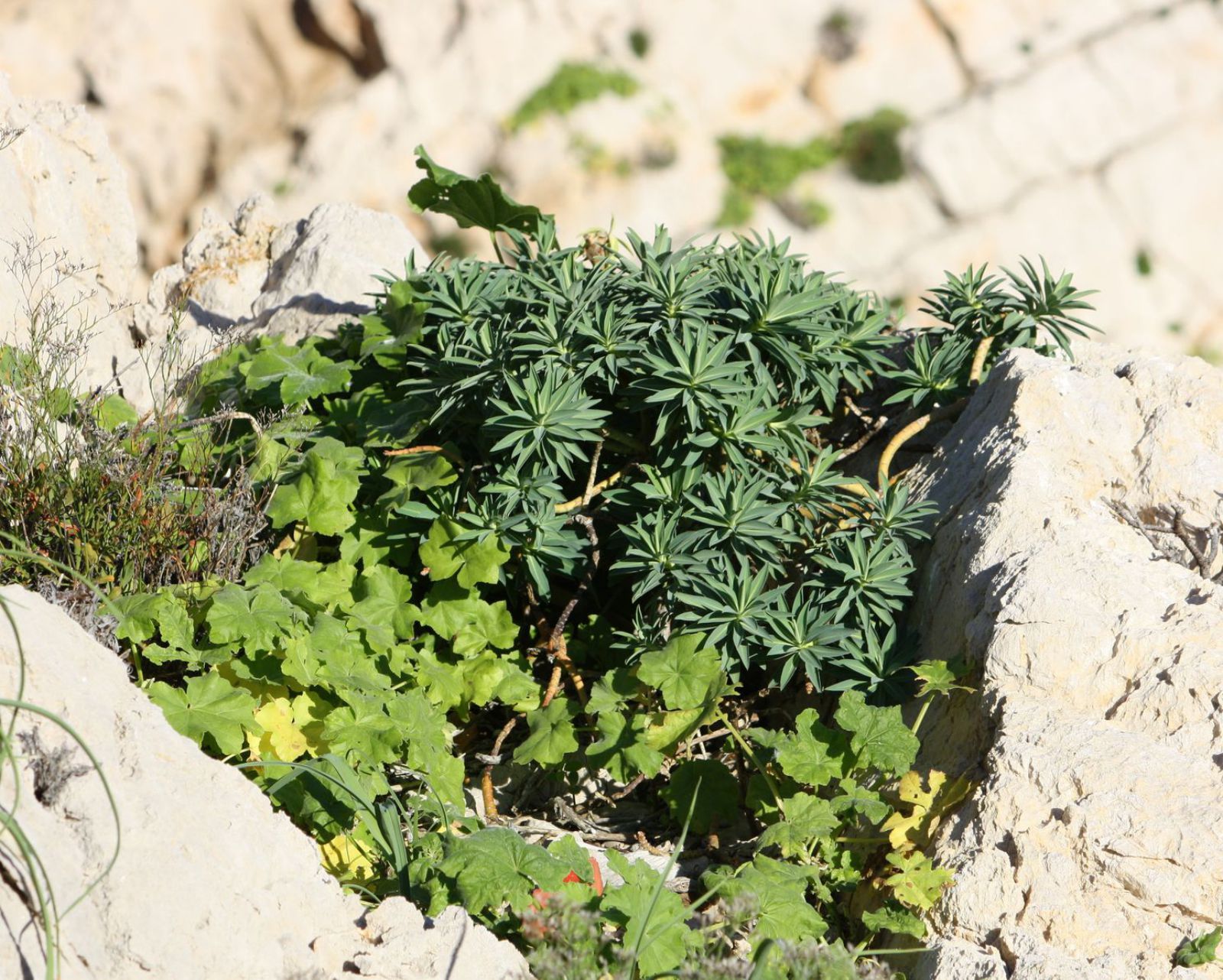 &#039;Euphorbia margalidiana&#039; en ses Margalides