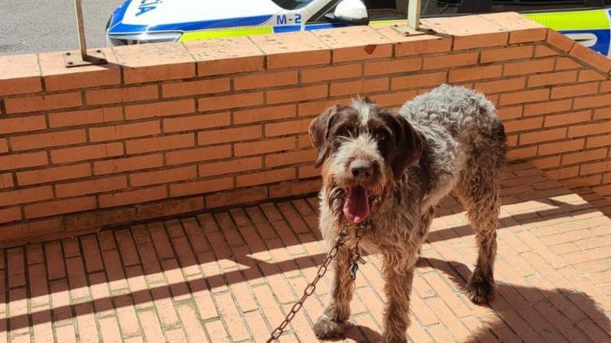 La perra, de raza braco alemán, en dependencias policiales de Castrillón. | P. L. C.