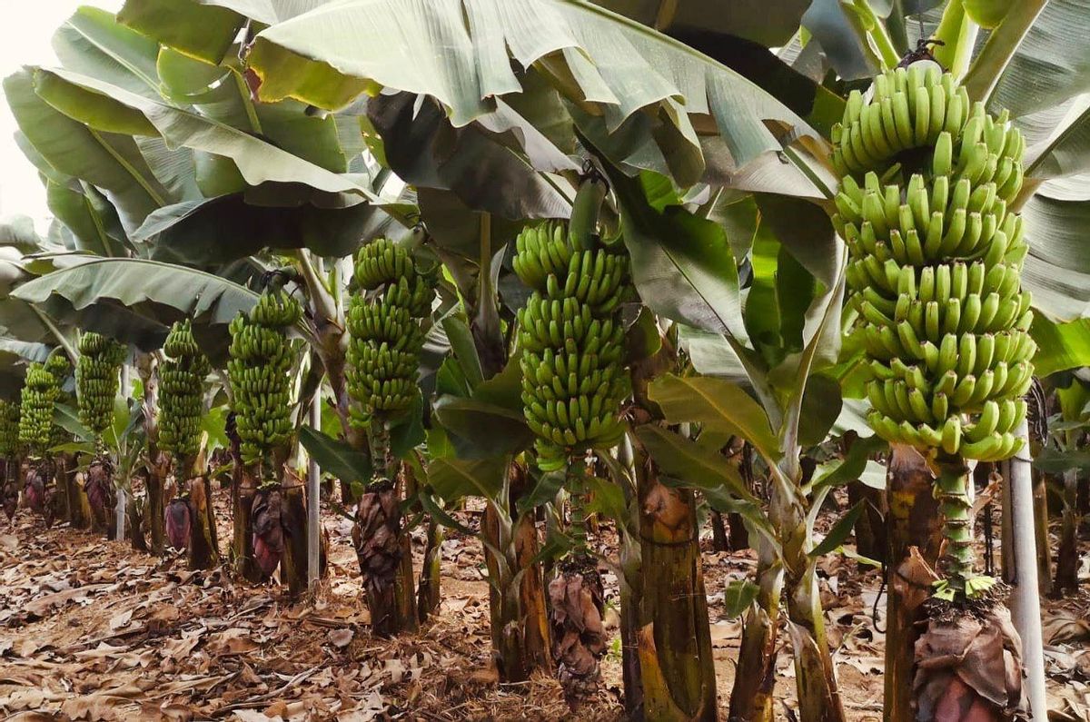Residuos vegetales, maderas, restos agrícolay subproductos forestales reciben una segunda vida.