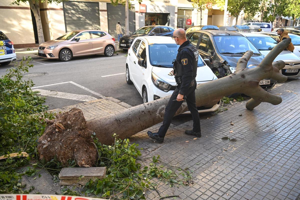 Decenas de incidencias en Elche por las fuertes rachas de viento