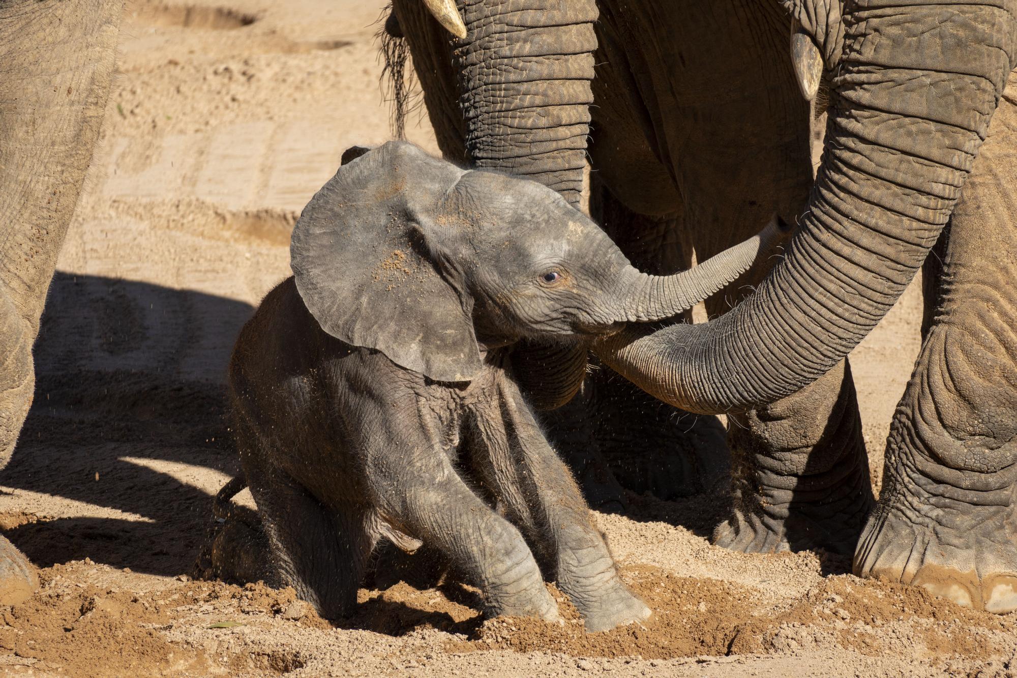 Nacimiento en Bioparc del primer elefante africano en la Comunitat Valenciana