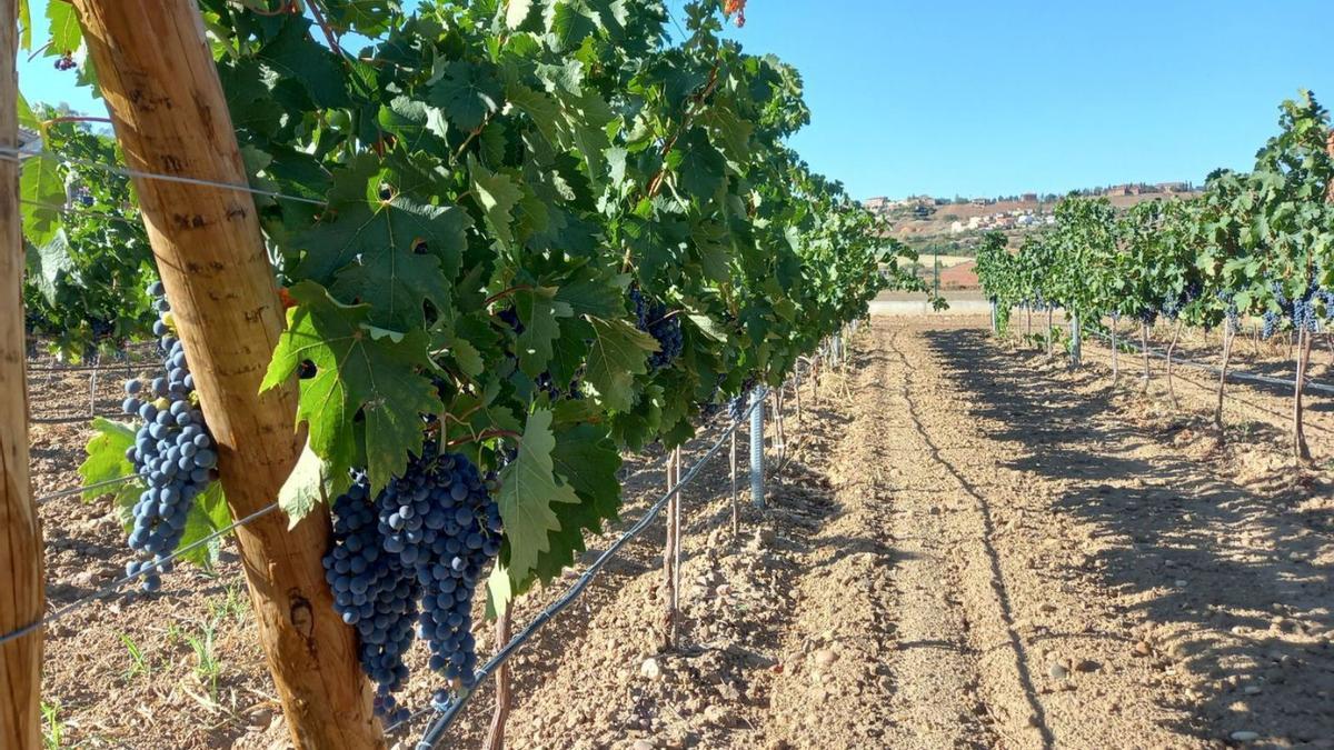 Viñedos de uva tinta de una bodega inscrita en la DO que serán recolectados en la presente vendimia. | M. J. C.