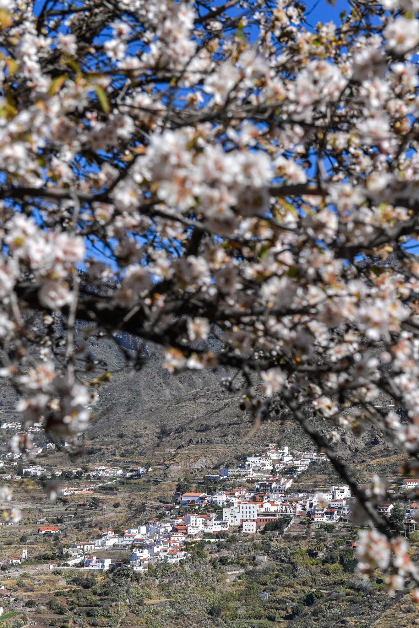 Almendros en flor en Tejeda