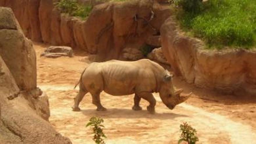 «Rómulo», el rinoceronte blanco de Viveros, en su actual hábitat del Bioparc
