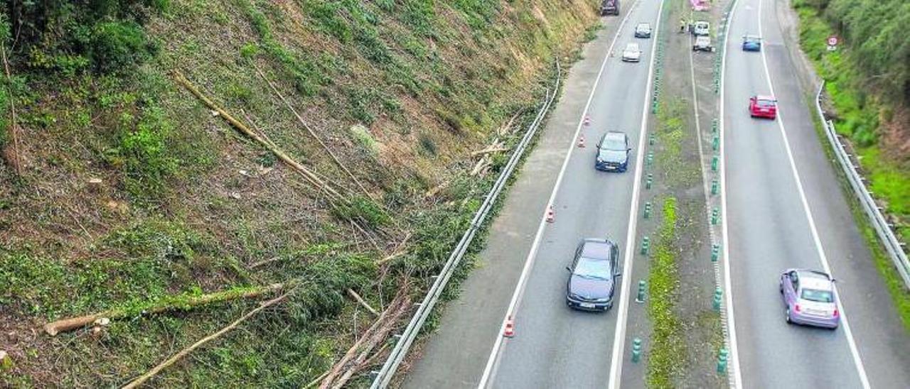 La tala de eucaliptos frondosos en el talud del acceso fue una de las labores más delicadas.